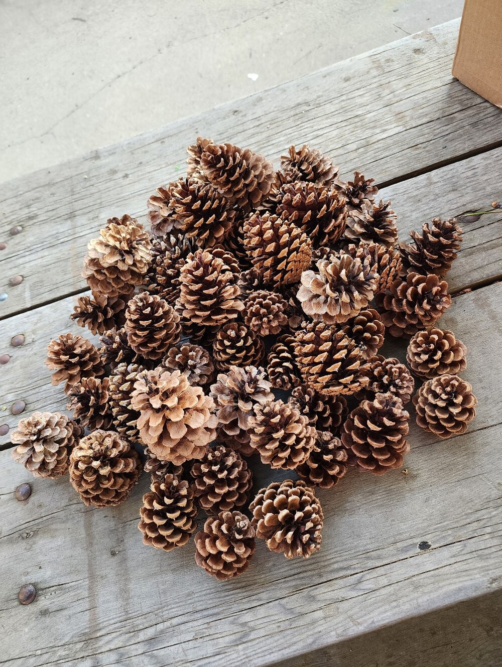 Natural Brown Pine Cone Decorative Bag - Unbranded